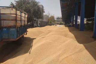 wheat procurement in haryana