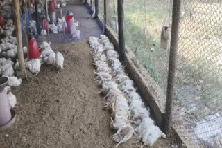 شدید گرمی کے سبب پولٹری فارم میں سینکڑوں مرغیاں ہلاک