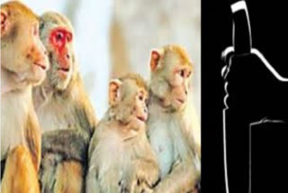 Death chased child in the form of monkeys at Telangana's Husnabad