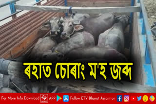 Three arrested with smuggled buffaloes in Raha