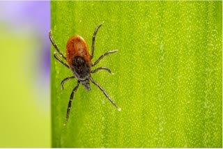 Tick Borne Encephalitis