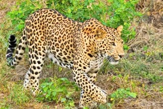 Leopard attacked farmer in Bagaha