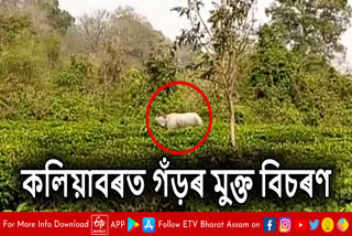 Free roaming of Rhino creates panic in Kaliabar