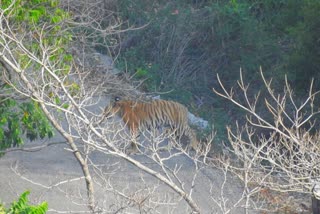 Pauri Tiger Attack