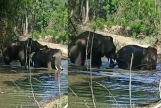 Another elephant helping an elephant in tamilnadu