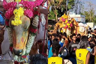 Manthai Mudalaman temple bull dies  മന്തൈ മുതലമ്മൻ ക്ഷേത്രത്തിലെ കാള ചത്തു  ജല്ലിക്കെട്ടിലെ അജയ്യനായ ക്ഷേത്രത്തിലെ കാള ചത്തു  റിലധികം ജല്ലിക്കെട്ടുകളിൽ പങ്കെടുത്ത കാള  ദിണ്ടിഗലിലെ നത്തത്തിനടുത്ത് മുതലമ്മൻ ക്ഷേത്രം