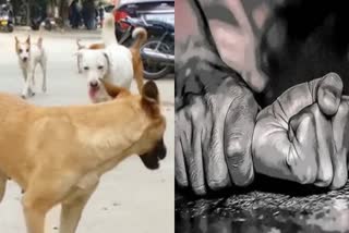 dog-bites-man-kills-dog-by-firing-licensed-gun-in-haryana-son-raped-75-year-old-mother-in-punjab