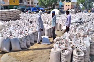 wheat procurement in Sirsa