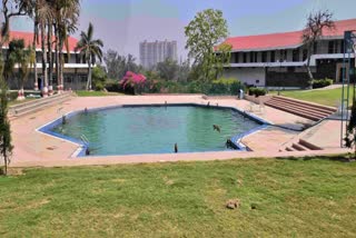 Monkeys jump into swimming pool in Faridabad