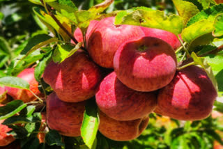 Apple Production in Uttarakhand