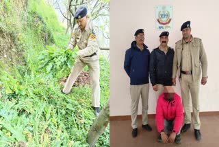 Police destroyed plants of opium in Banjar, accused arrested with charas in Kullu