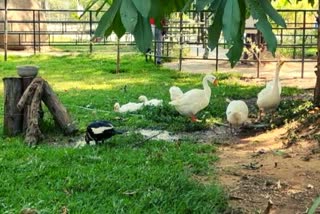 Kamati Baug Zoo : કાળઝાળ ગરમીમાં અબોલ પશુ પક્ષીઓના રક્ષણ માટે ખાસ વ્યવસ્થા