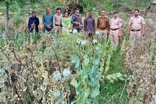 Opium cultivation exposed in Sirmaur