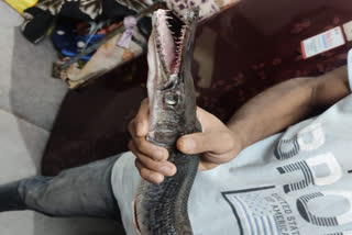Fish similar to crocodile found in Bhopal