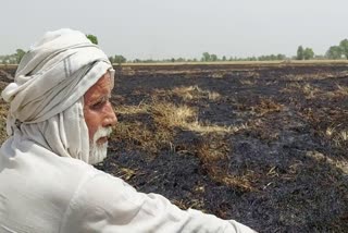 fire in wheat crop in rohtak