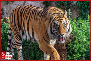 Tiger Census 2022
