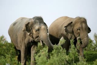 Elephant Enters Locality