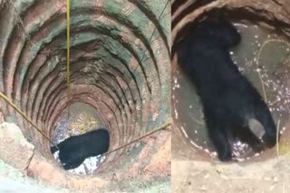 bear fell into a well in thiruvananthapuram  bear fell into a well vellanad  bear fell into well  കിണറ്റിൽ കരടി അകപ്പെട്ട നിലയിൽ  കരടി കിണറ്റിൽ വീണു  കരടി കിണറ്റിൽ  കിണറ്റിൽ കരടി  കരടി  ജനവാസമേഖലയിൽ കരടി  ആർആർടി സംഘം  ആർആർടി സംഘം കരടി  തിരുവനന്തപുരത്ത് കരടി