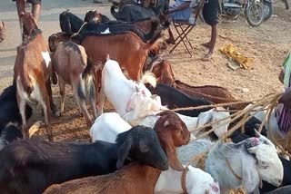 goat sale