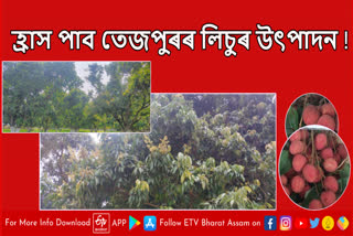 Export of Tezpur Litchi