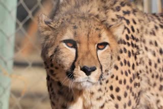 SA Cheetahs released in Kuno Park enclosure
