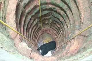 Bear fell into well after going to catch chicken