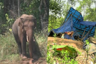 Arikkomban attack  Arikkomban attack on Idukki Sinkukandam  Idukki Sinkukandam residential area  residential area  Wild Elephant Arikkomban  ആശങ്ക അകലുന്നില്ല  ജനവാസമേഖലയില്‍ വീണ്ടുമെത്തി അരിക്കൊമ്പന്‍  അരിക്കൊമ്പന്‍  കൃഷിയിടത്തിലെ ഷെഡ് തകര്‍ത്ത് അരി അകത്താക്കി  സിങ്കുകണ്ടം  ഇടുക്കി