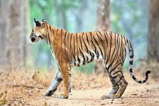 injured-tiger-rescued-in-nagarhole-tiger-reserve-forest-mysuru