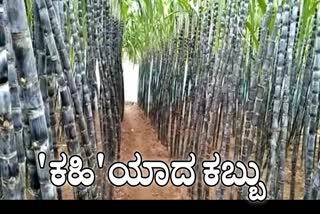 Sugarcane Growers Struggle