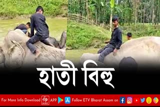 Elephant Bihu in Tinsukia