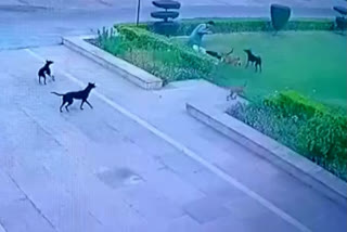 Dog mauled a man in Aligarh varsity