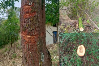 Four sandalwood trees cut in Basi village near NIT Hamirpur