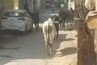 stray animal in faridabad