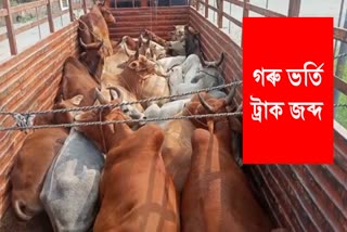 smuggled cattle seized at bihali
