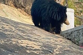 Bears moved from Mount Abu to Sariska