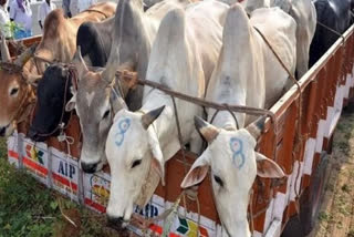 BJP Leader in Cattle Smuggling Row