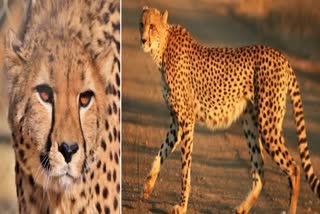 Cheetahs Get New Name ETV bharat