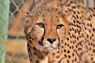 mp-namibian-cheetahs-got-indian-name-in-kuno-national-park