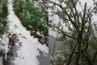 Apple Crops damaged due to Hailstorm in Shimla