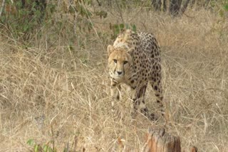 oban cheetah in mp kuno national park