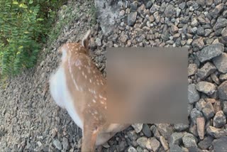 Melur kozhikode deer found dead  Melur kozhikode deer found dead near railway track  കോഴിക്കോട് പുള്ളിമാന്‍ ട്രെയിൻ തട്ടി ചത്തനിലയിൽ  പുള്ളിമാന്‍ ട്രെയിൻ തട്ടി ചത്തനിലയിൽ  കോഴിക്കോട്