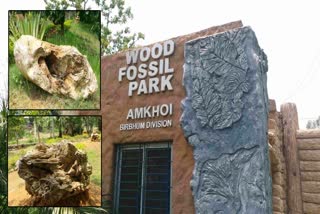 Amkhoi Wood Fossil Park ETV bharat