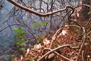 forest fire breaks out in angul