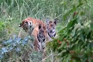 Tigress P151 seen with cubs