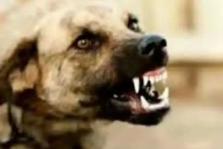 Dog Attack in Ahmedabad : અમદાવાદ શહેરમાં રખડતા શ્વાનોનો સાત માસની બાળકી બની ભોગ