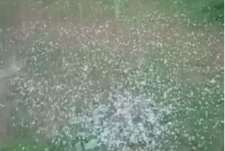 hail-damage-crops-and-orchards-in-several-parts-in-kashmir