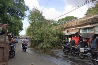 Unseasonal Rain: અચાનક આવી પડેલા વરસાદે રૌદ્ર સ્વરૂપ લીધુ, અનેક વૃક્ષો જમીનદોસ્ત