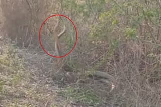 Snake Couple Romance In Buldana