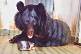 Himalayan Bear