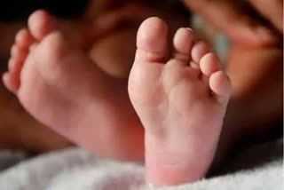 18 months old baby girl was killed in dogs attack  stray dog attack in Andhra Pradesh  Baby girl died in stray dog attack  Andhra Pradesh news updates  latest news in Andhra Pradesh  തെരുവ് നായ ആക്രമണം